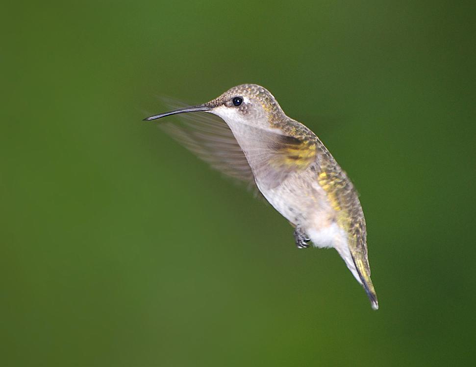DSC_9153a.jpg - A female ruby-throated hummingbird, shot in our back yard.