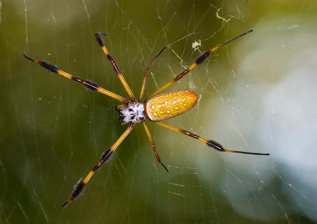 DSC_9229a.jpg - Golden Silk spider, shot with available light and moderate flash fill.