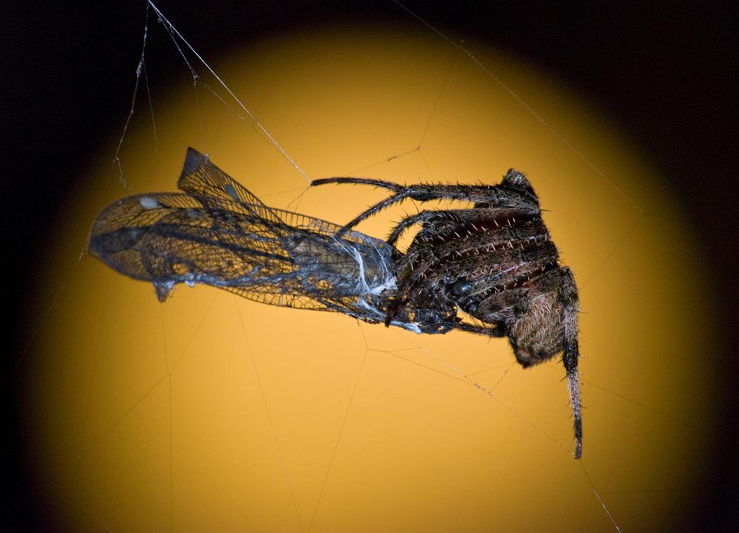 DSC_9262a.jpg - Barn spider,  Araneus cavaticus , feeding on an insect (probably a damselfly).   This shot was taken at night with flash.  The orange circle in the background is one of the floodlights on our deck.