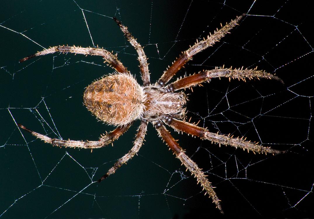 DSC_9268a.jpg - Barn spider,  Araneus cavaticus , dorsal view.