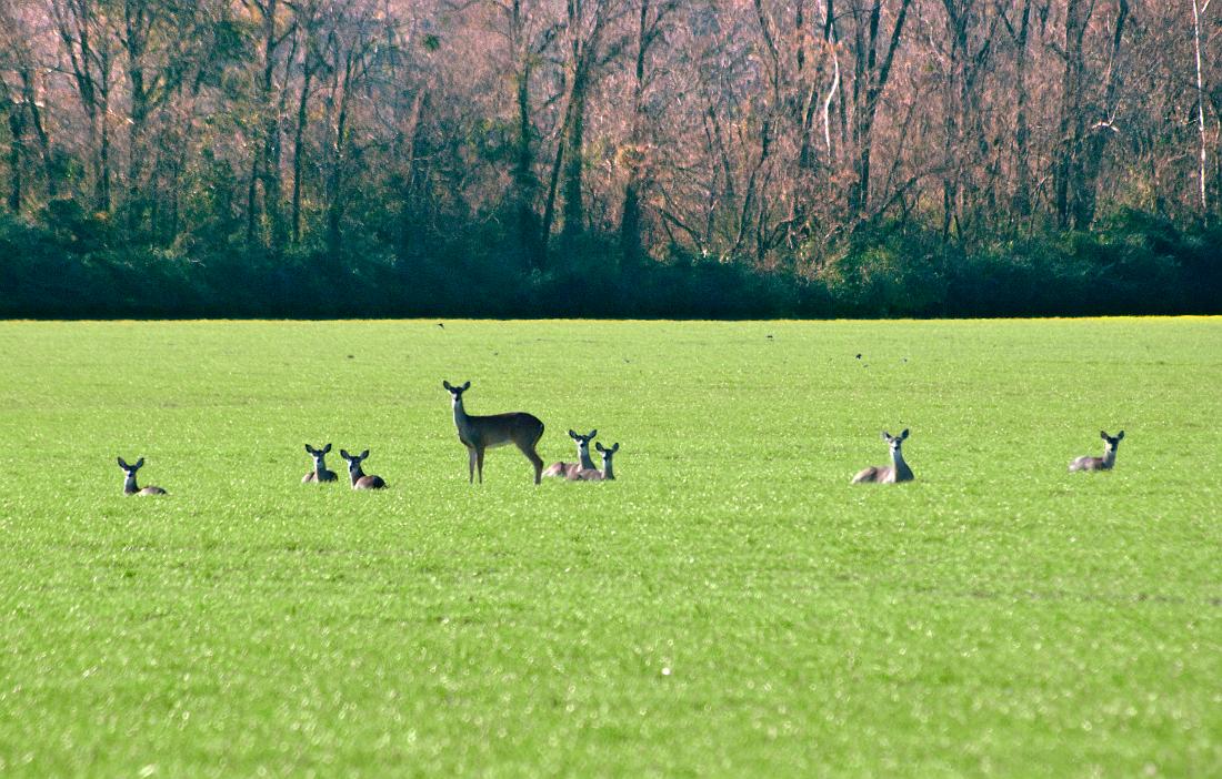 BH08_12_0049c.jpg - Gee, do you think they saw me?  The deer who come out of the woods to feed in this pasture are very shy, but since they are in such an open area it's easy for them to keep an eye on you... they will remain on the alert but won't run.  Eventually they will relax if you remain motionless long enough.
