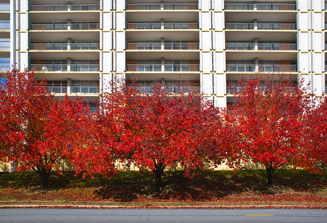BH08_12_9960a.jpg - Autumn leaves, 14th St., Columbus, GA.