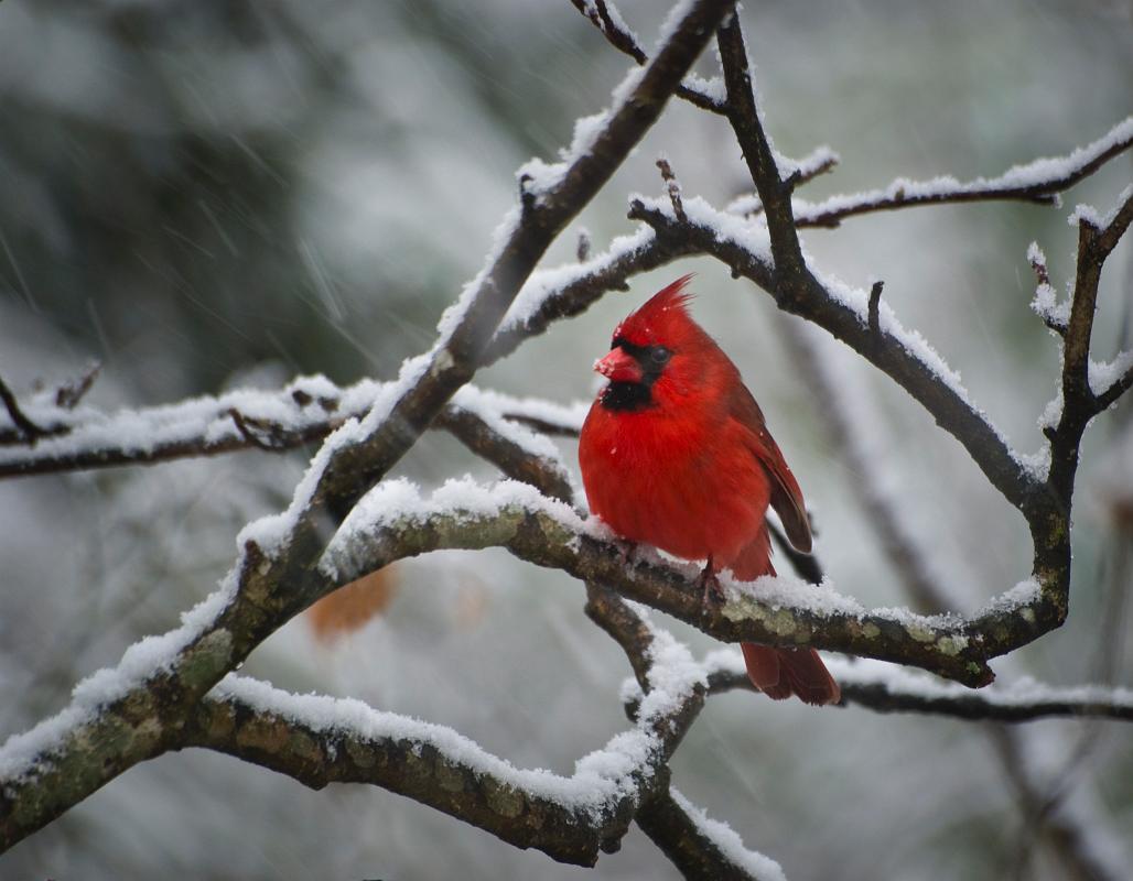 BH09_03_0824b.jpg - Cardinal trying to stay warm during one of our very rare snowfalls.