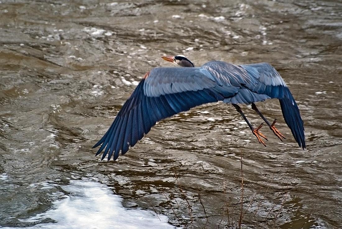 BH10_01_2129a.jpg - Great Blue Heron at the Riverwalk