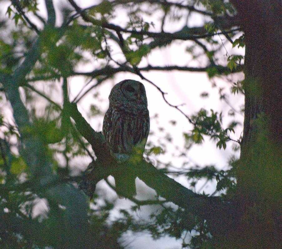 BH10_04_2437a.jpg - There are a few Barred Owls in our neighborhood, at least that what they sounded like from their calls... they have been hooting to each other over a four or five block area for many years now, they're great fun to listen to when I go out on the deck in the evening.  They are loud but stay well-hidden... in all the years I've been hearing them I've never actually seen one.  But a few nights ago, Beth called me out on the deck and there was one sitting in a tree.  He stayed quietly perched on a branch while several small birds dive-bombed him.  I ran for my camera, even tho the sun was already below the horizon, and grabbed a few pictures.  It was so dark I had to crank the ISO all the way up to 3200 to get a shot, so that's why there is so much noise in the photo.