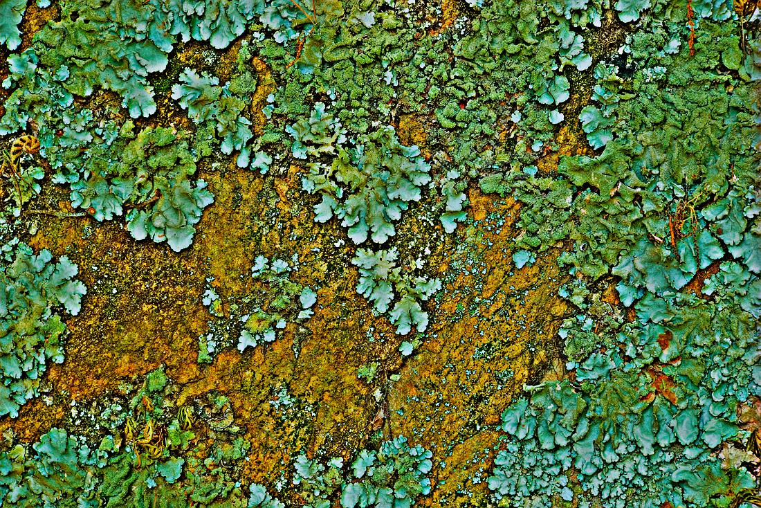 BH10_2709_10_11_12_13_tonemapped_d.jpg - Lichen on a boulder at Flat Rock Park