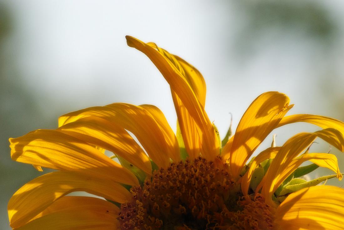 BH10_2741_b.jpg - Sunflower