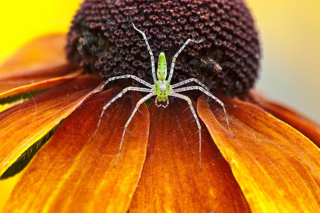 BH10_2783_86_88_a.jpg - Green Lynx Spider  (Peucetia viridans) .  This is a composite of several images that were blended to extend the depth of field.