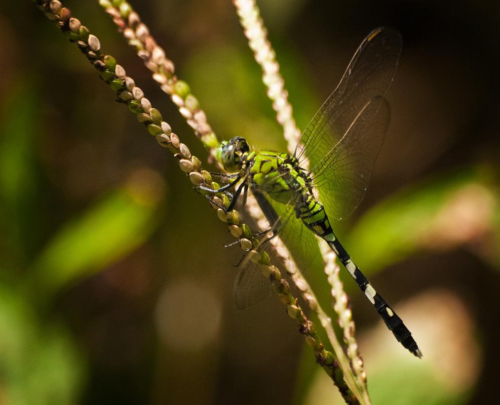 BH10_2929a.jpg - Female Eastern Pondhawk dragonfly  (Erythemis simplicicollis) 