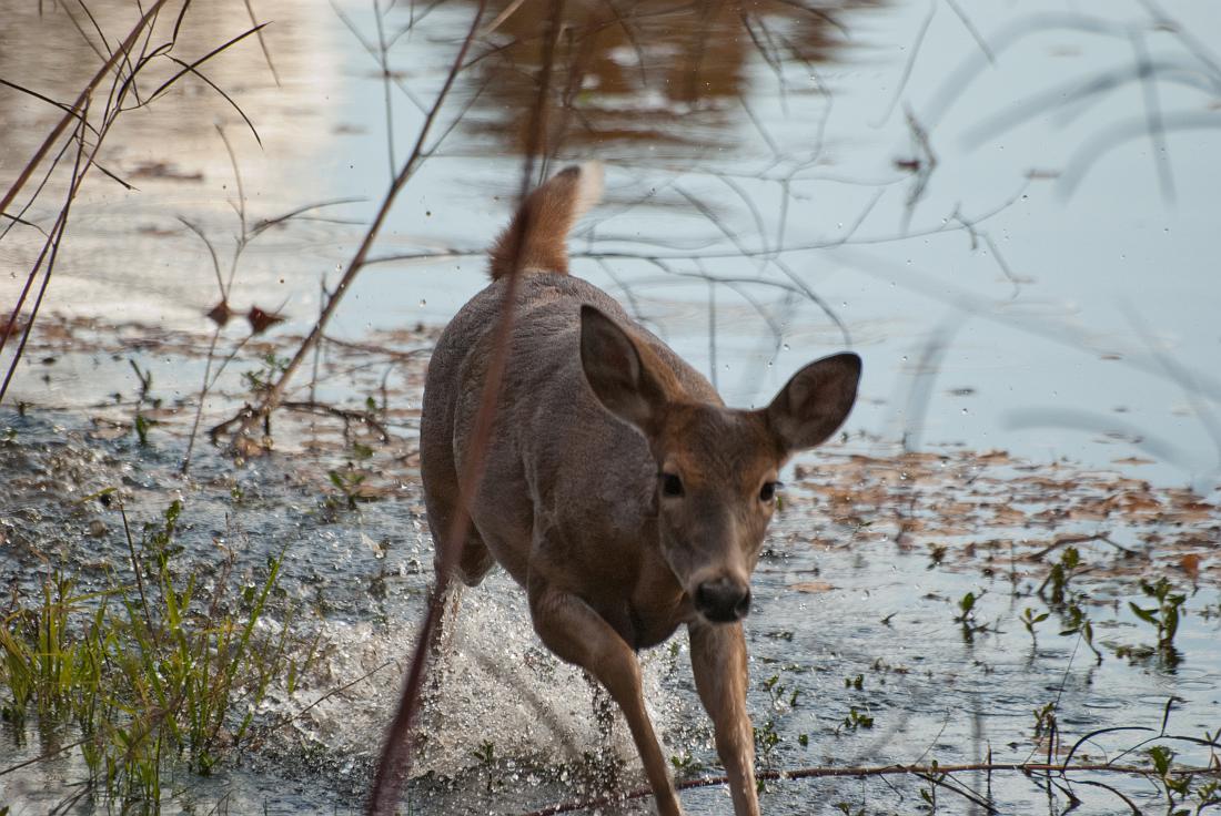 DSC_4015a.jpg - This is the doe that almost ran me down.