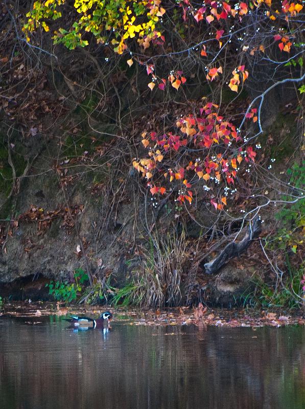 DSC_4062a.jpg - Wood Duck and fall foliage.  The red-leaved tree with the white berries is a Chinese tallow tree, an invasive species supposedly introduced to South Carolina by Ben Franklin and now ranging thruout the south into Texas and Oklahoma, as well as in California.