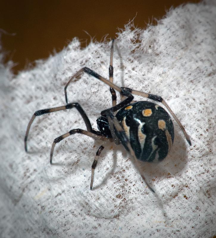 BH10_3768a.jpg - Baby black widow spider.