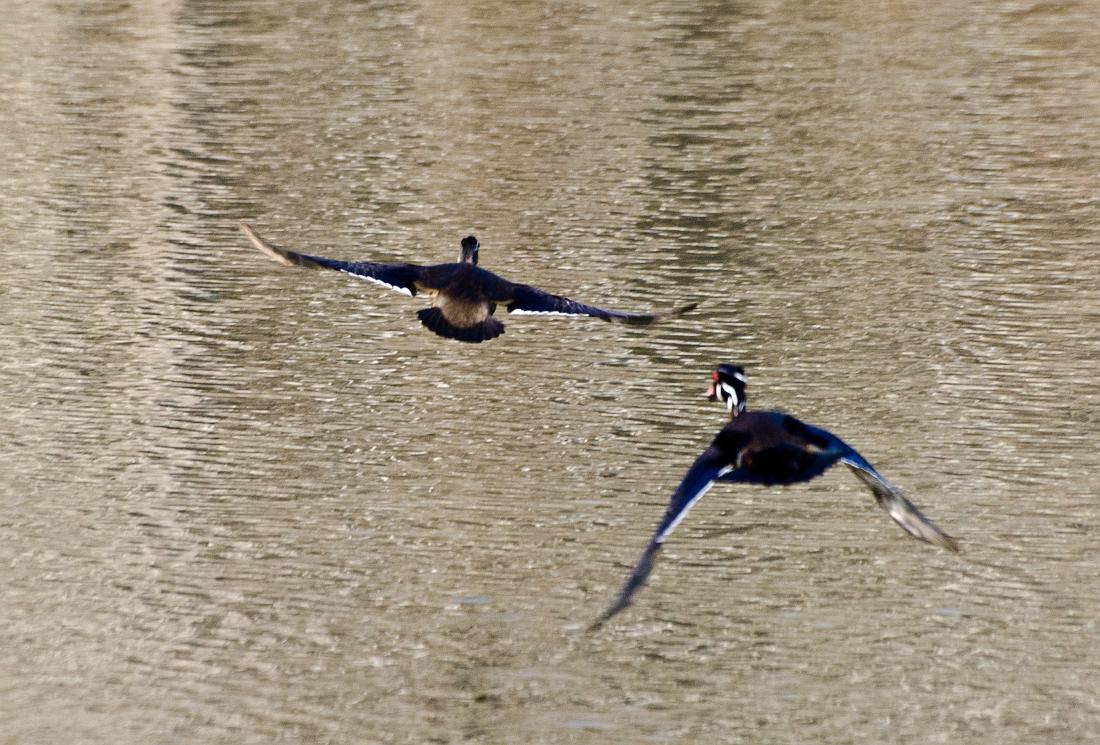H11_4850a.jpg - Fleeing wood ducks.