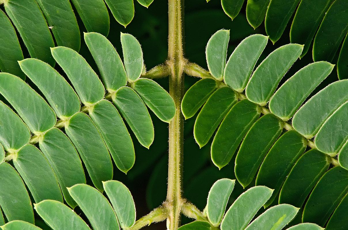 H11_5883a.jpg - Mimosa leaves