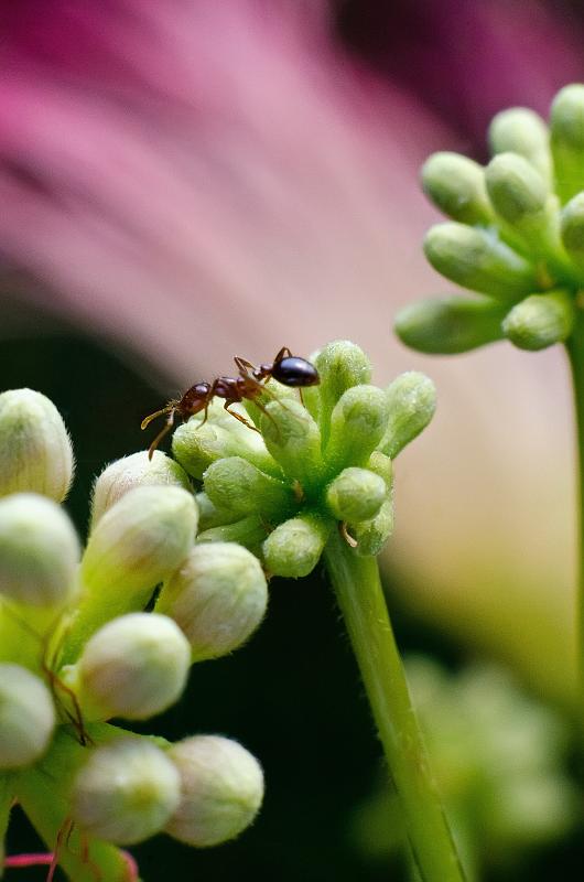 H11_5935a.jpg - Ant crawling on a mimosa bud