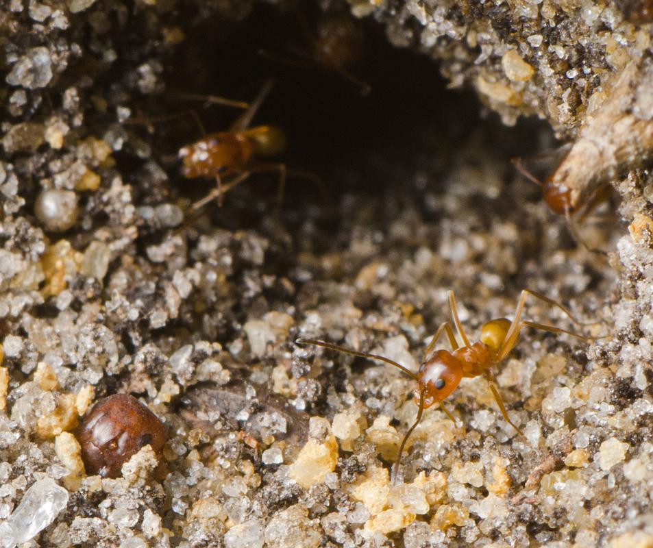 H11_6258a.jpg - Ant colony entrance