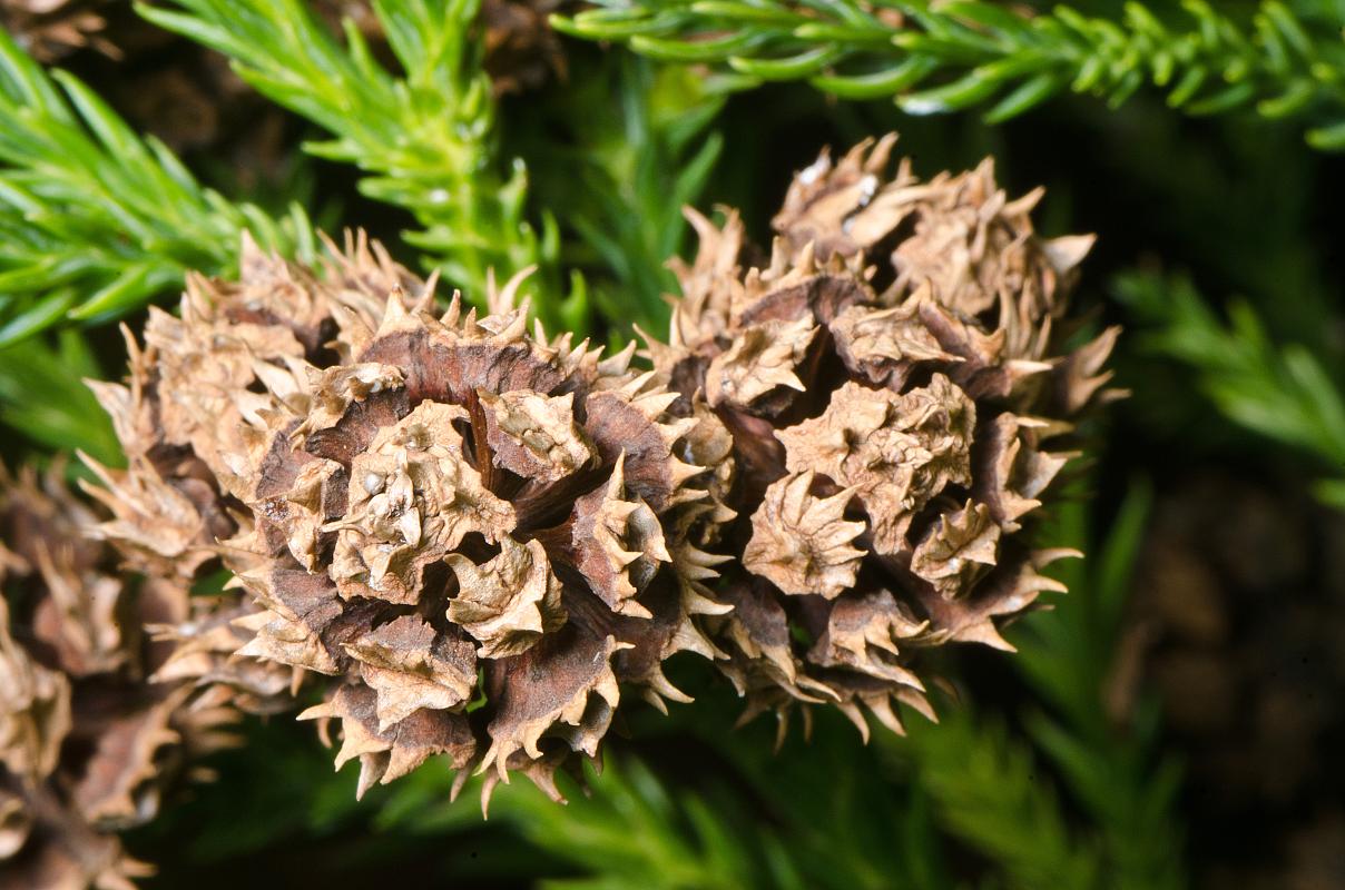 H11_6261a.jpg - Pine cones