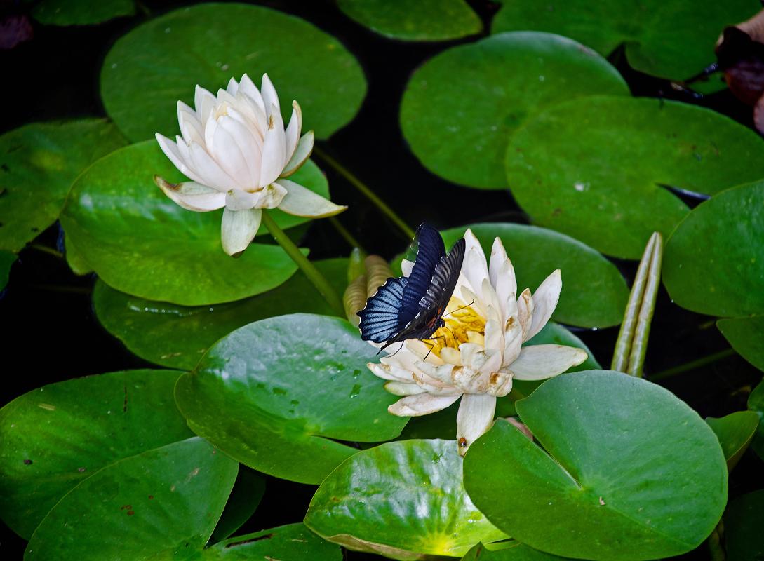H12_8473a.jpg - Butterfly and lotus, Callaway Gardens
