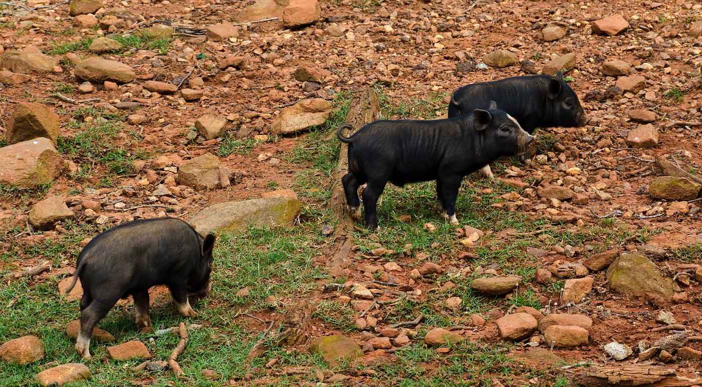 H12_9056a.jpg - These miniature pigs were all over the place and were pretty cute.