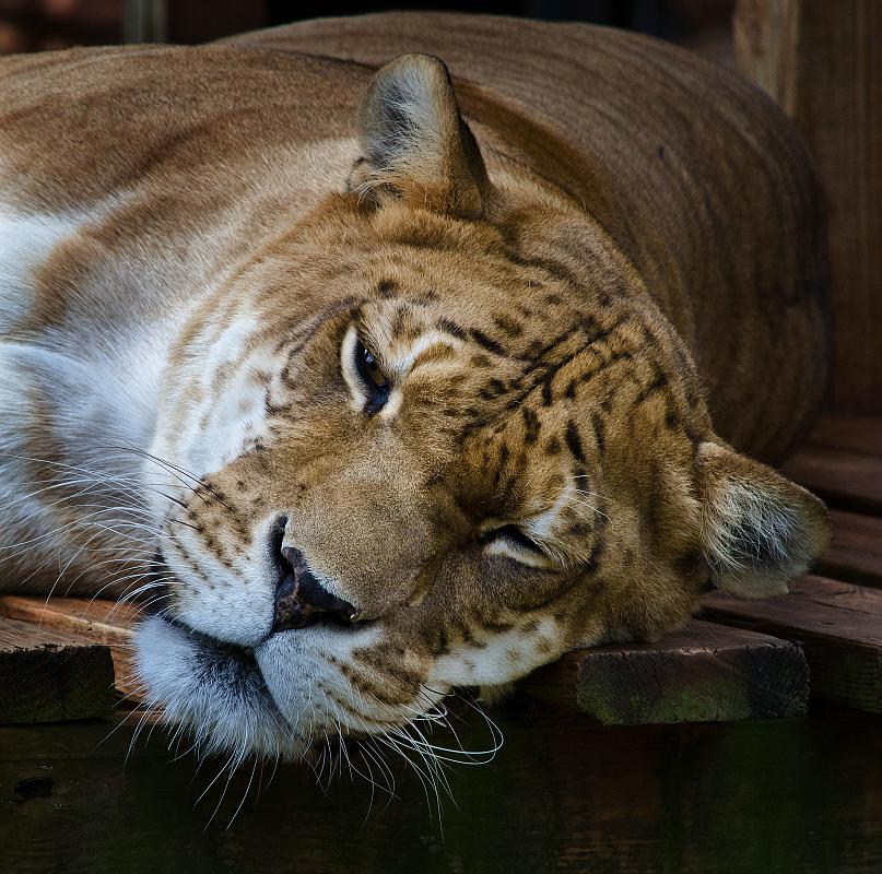 H12_9123a.jpg - This is a female Liger (offspring of a male lion and female tiger).