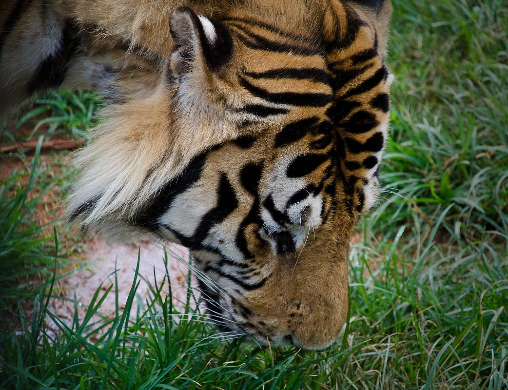H12_9124a.jpg - This Siberian Tiger was probably the most visually striking of all the animals I saw.  Colorful, graceful and sleek, it's almost hypnotic to see them this close.