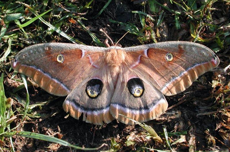 moth2a.jpg -  Polyphemus moth , Waverly Hall, GA. Aug. 2000.  Nikon Coolpix 990, 14mm f 4.8 @ 1/100