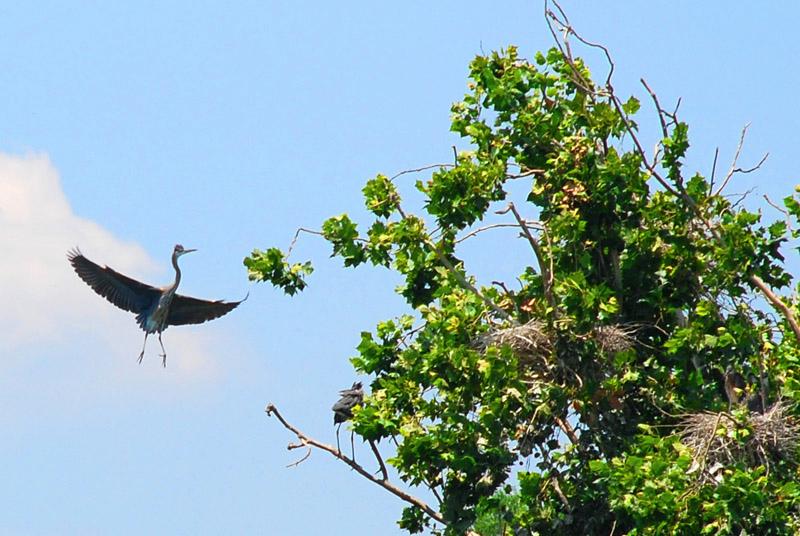 DSC_0904b.jpg - Great Blue Herons,   Ardea herodias .    Riverwalk, Columbus, GA