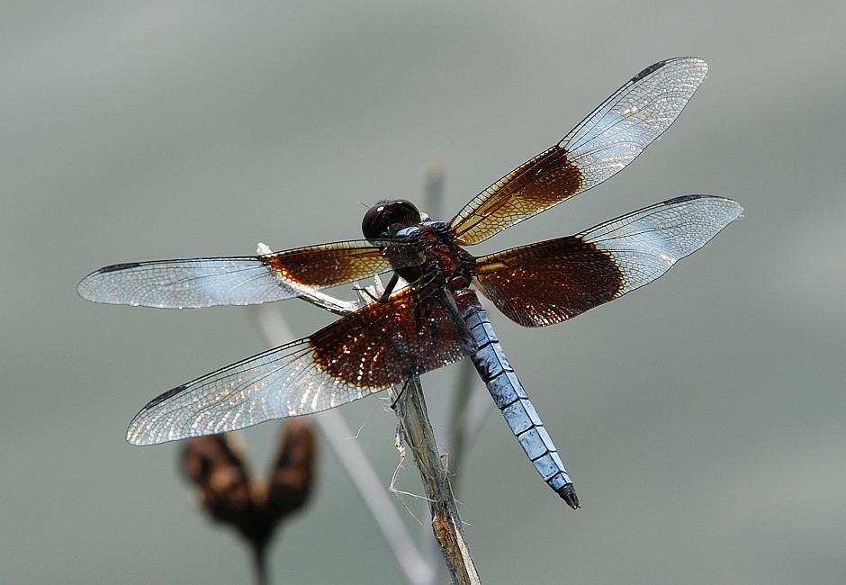 DSC_1275a.jpg - Widow Skimmer Dragonfly,  Libellula luctuosa .  Cooper Creek Park, Columbus, GA.