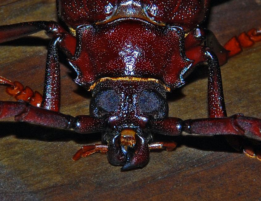 DSC_1414a.jpg - Longhorn Beetle,  Prionis californicus (?) . Columbus, GA. July 7, 2007