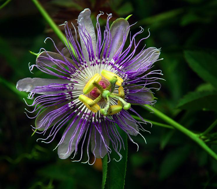 DSC_1616a.jpg - Maypop (Passionflower),  Passiflora incarnata .   Near Fort Benning, Columbus, GA.