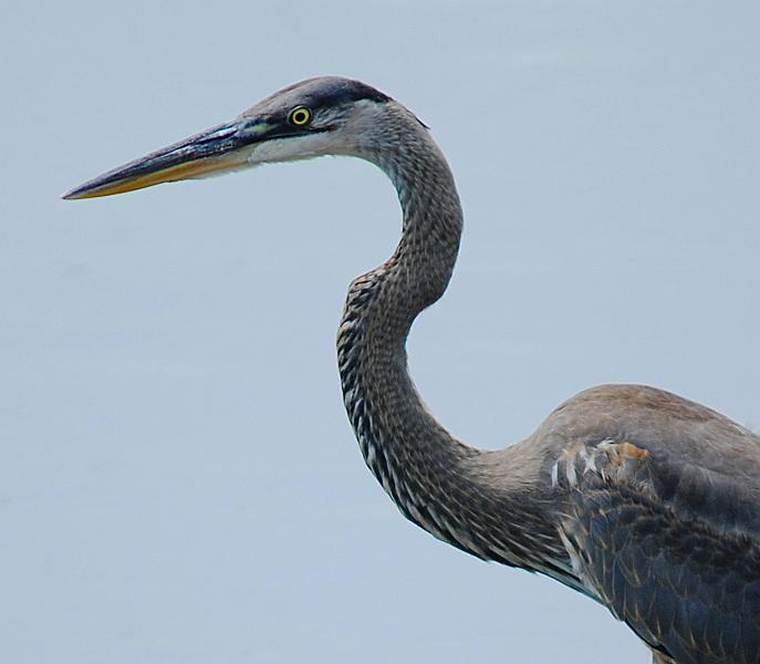 DSC_1546a.jpg