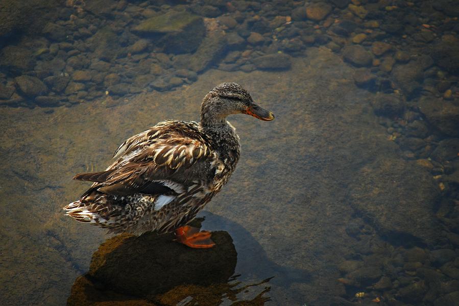 DSC_1564a.jpg