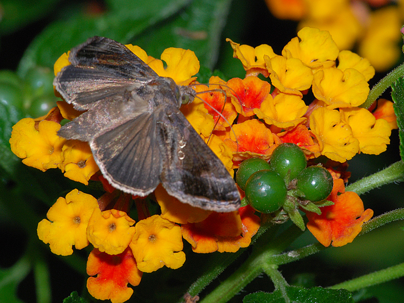 DSC_3084a_sm.jpg